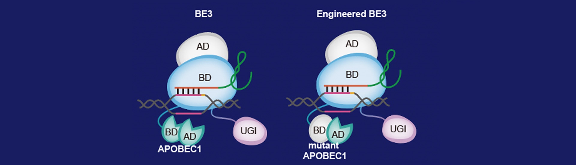 新一代高精度單堿基基因編輯工具問(wèn)世